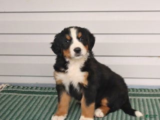 Bernese Mountain Dog dogs - Ad 16