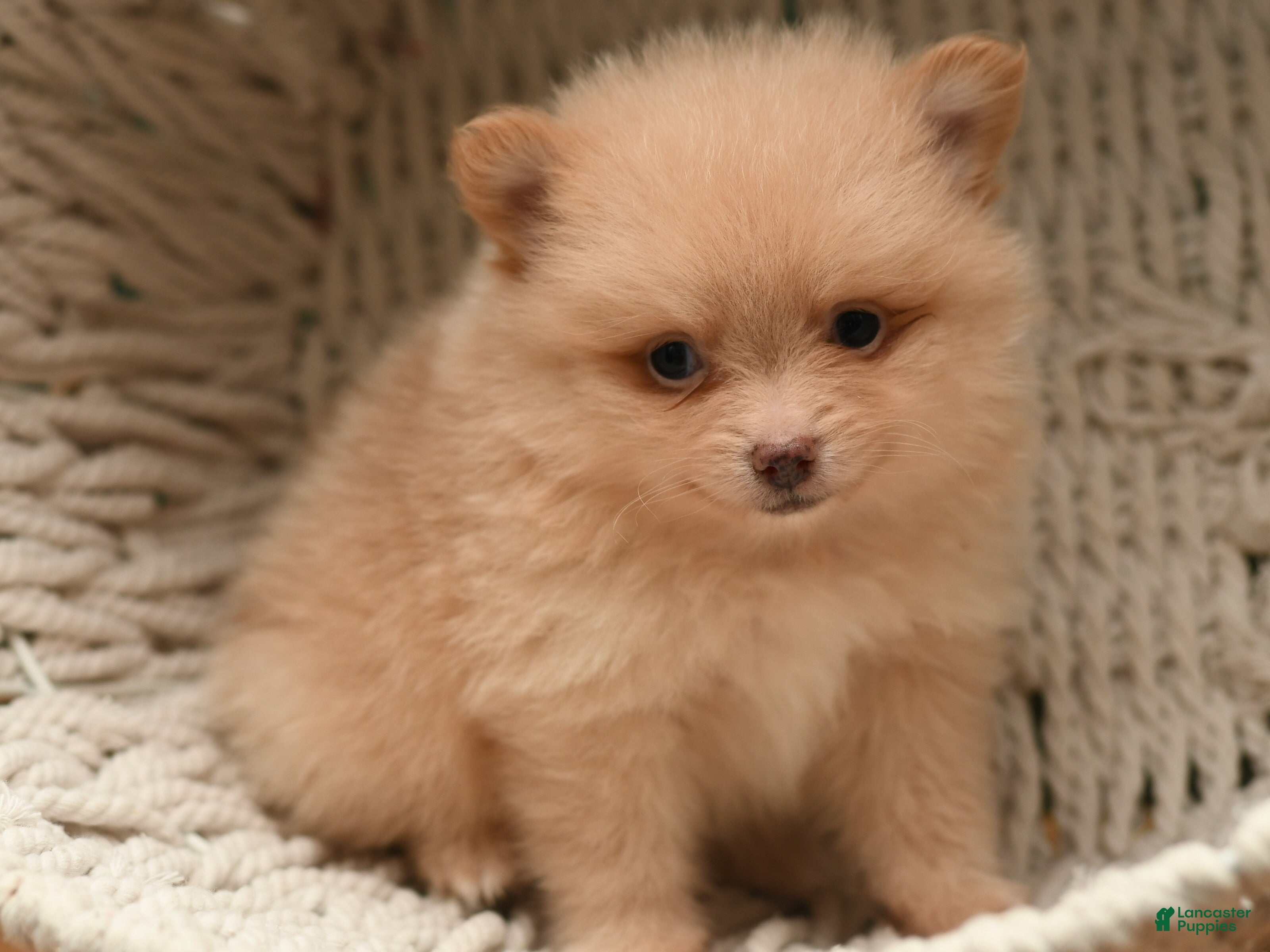 Pomeranian dogs for sale: Orzo  - Ad 3
