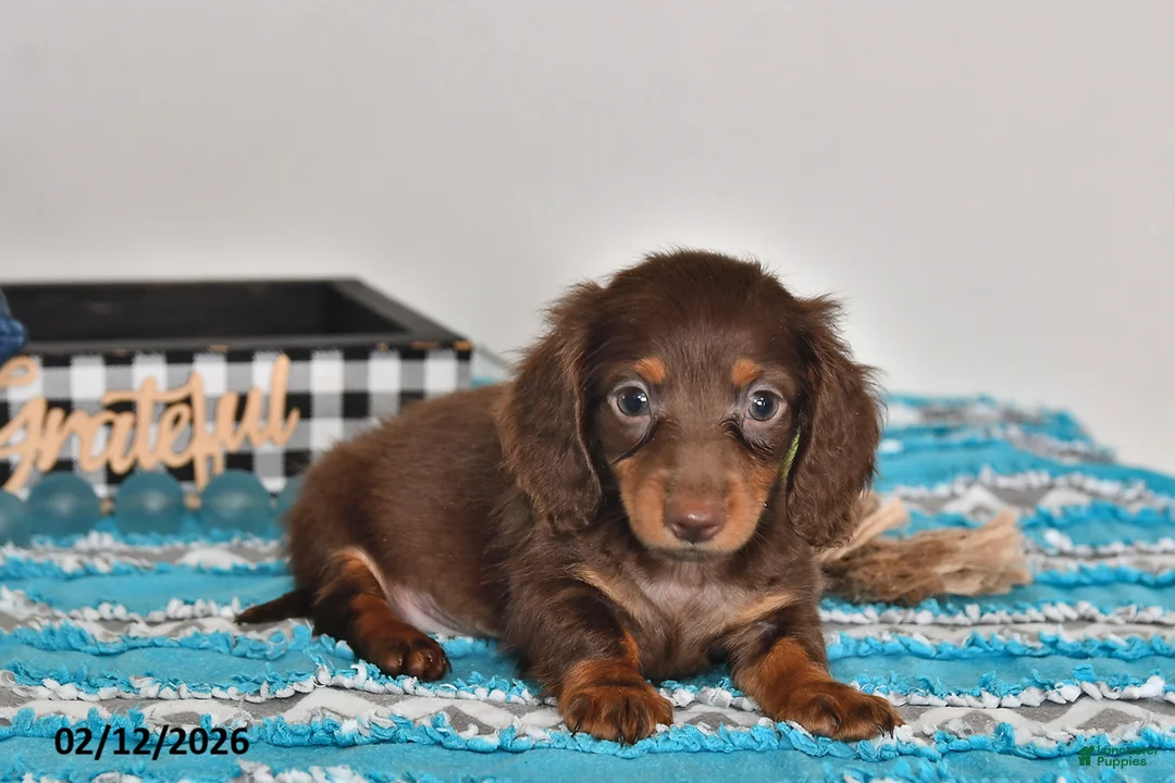 Miniature Dachshund dogs for sale: Fluffy - Ad 3