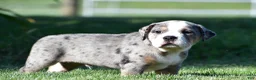 Beabull dogs for sale: Bo - Ad 13