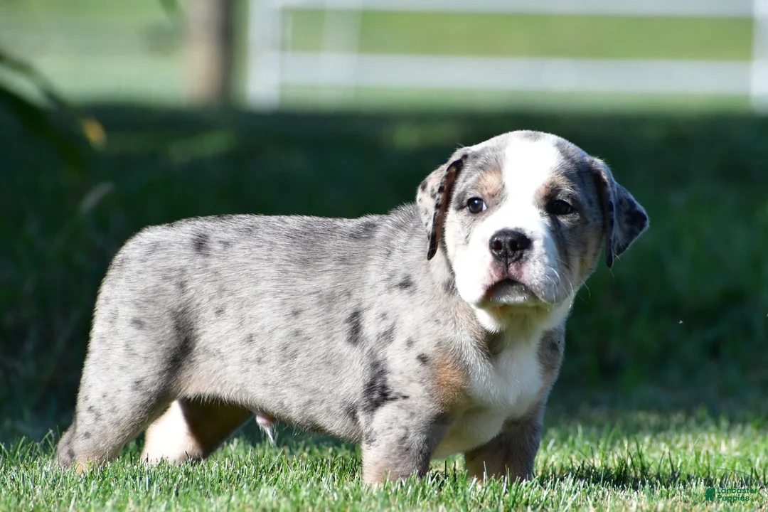 Beabull dogs for sale: Bo - Ad 13