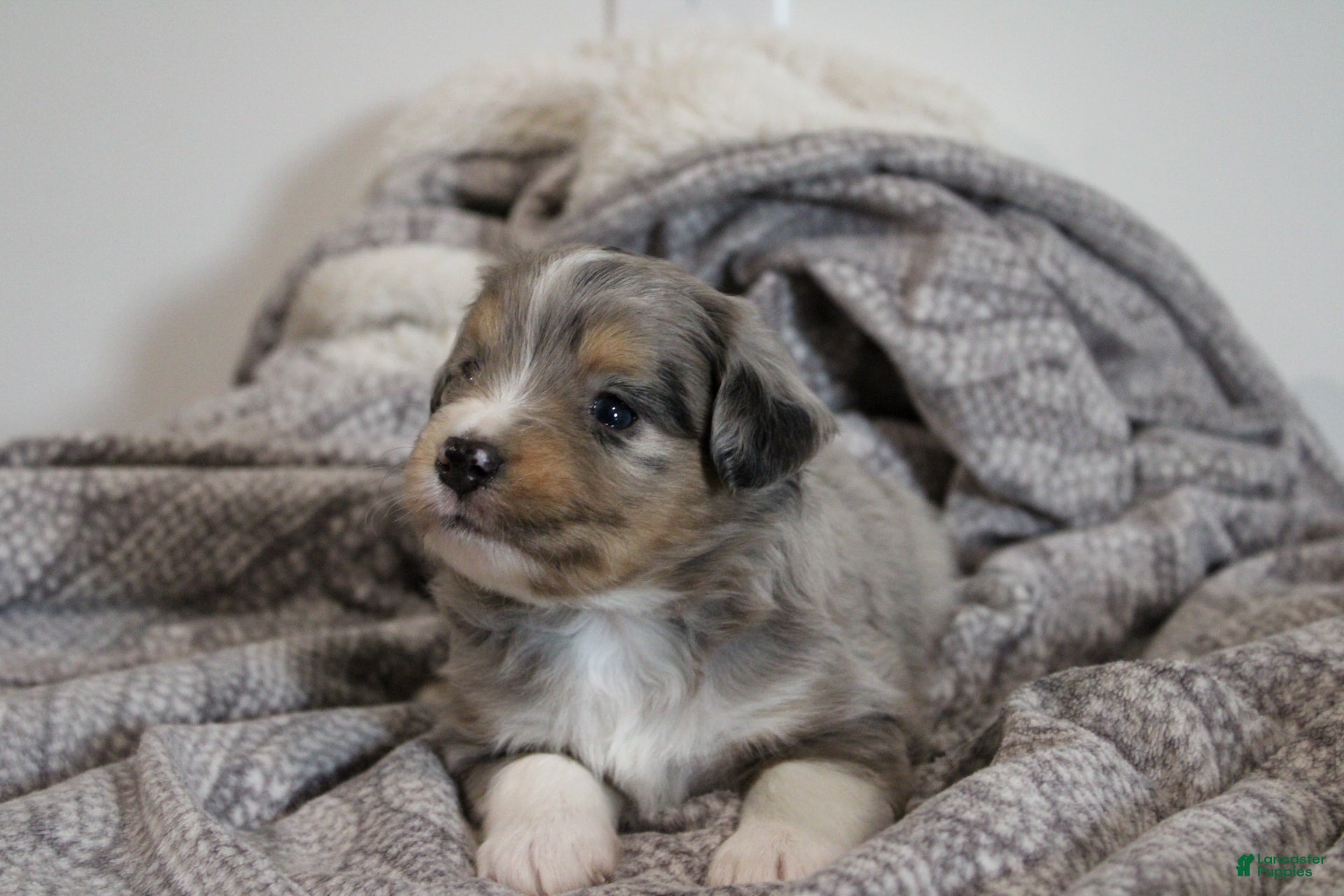 Miniature Australian Shepherd dogs Glacier - Ad 1