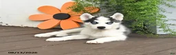 Gerberian Shepsky dogs for sale: Flurry - Ad 4