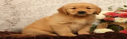 Golden Retriever dogs for sale: Hank - Ad 4