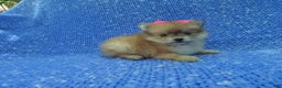 Pomeranian dogs for sale: Lara - Ad 1