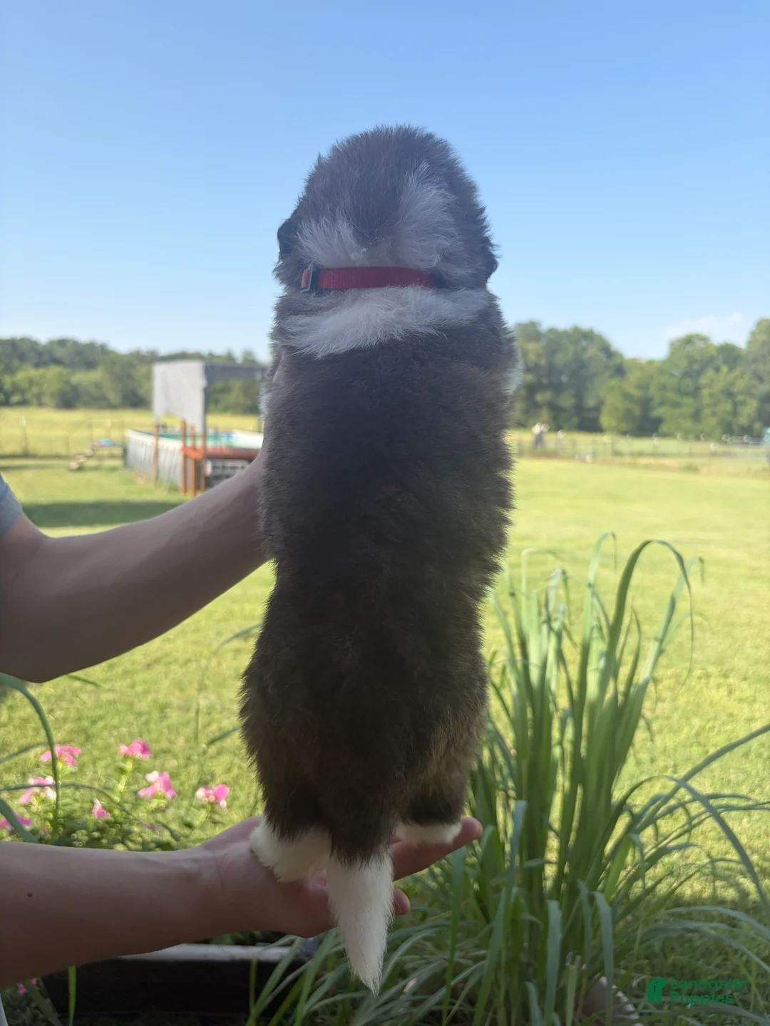 Saint Bernard dogs for sale: Akc Red - Ad 2