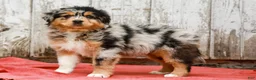 Australian Shepherd dogs for sale: Jake - Ad 5