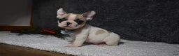 French Bulldog dogs for sale: Walter  - Ad 6