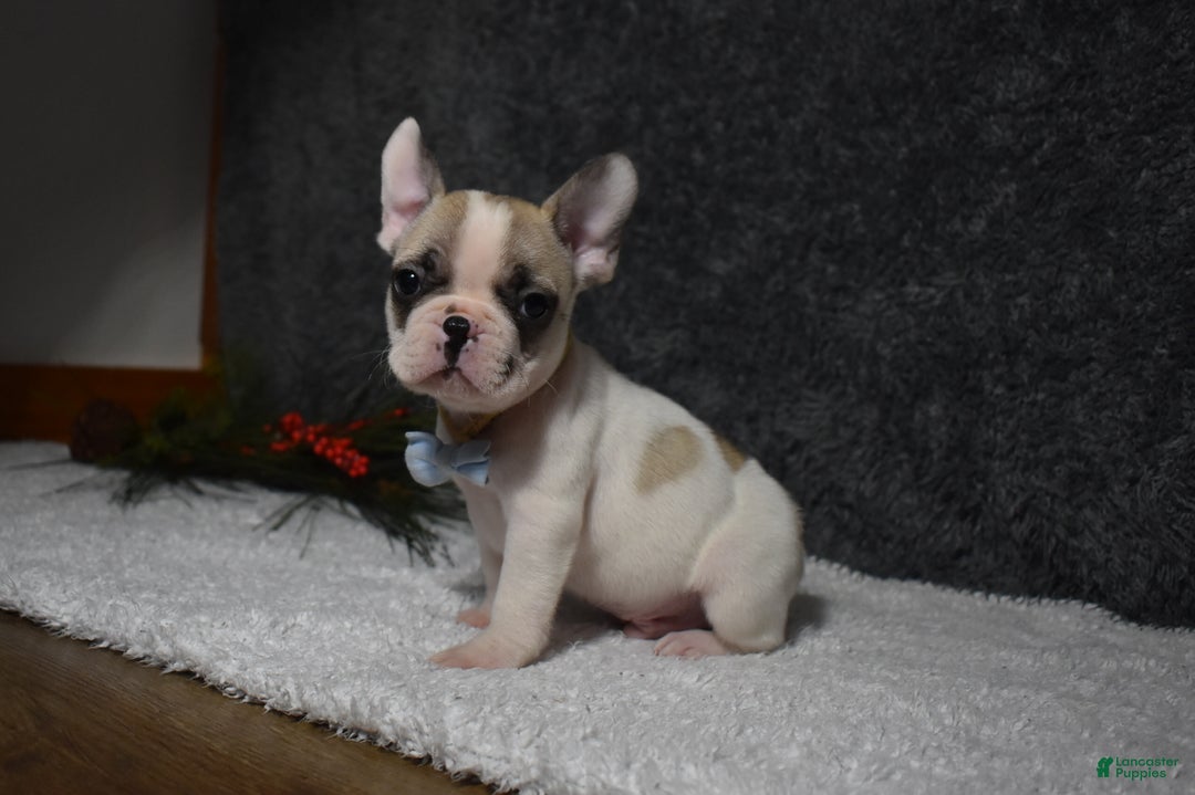 French Bulldog dogs for sale: Walter  - Ad 6