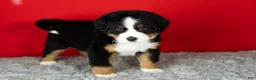 Bernese Mountain Dog dogs for sale: Monte - Ad 3