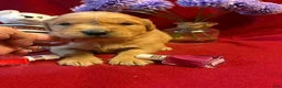 Golden Retriever dogs for sale: Red - Ad 3