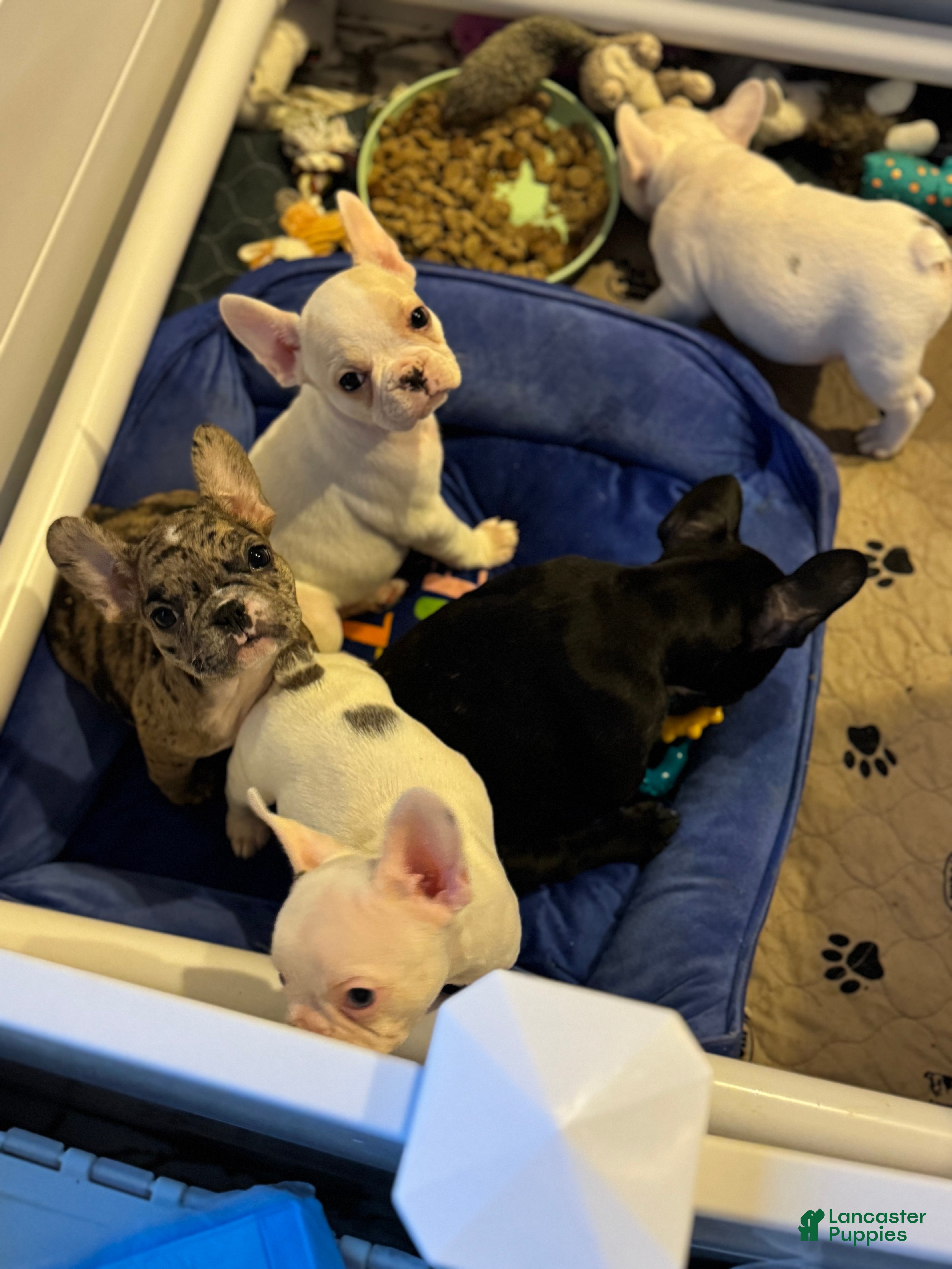 French Bulldog dogs Angelina French Bulldog Puppy 4 - Ad 2
