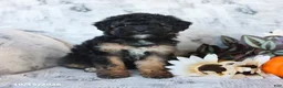 Cavapoo dogs for sale: Poppy - Ad 5