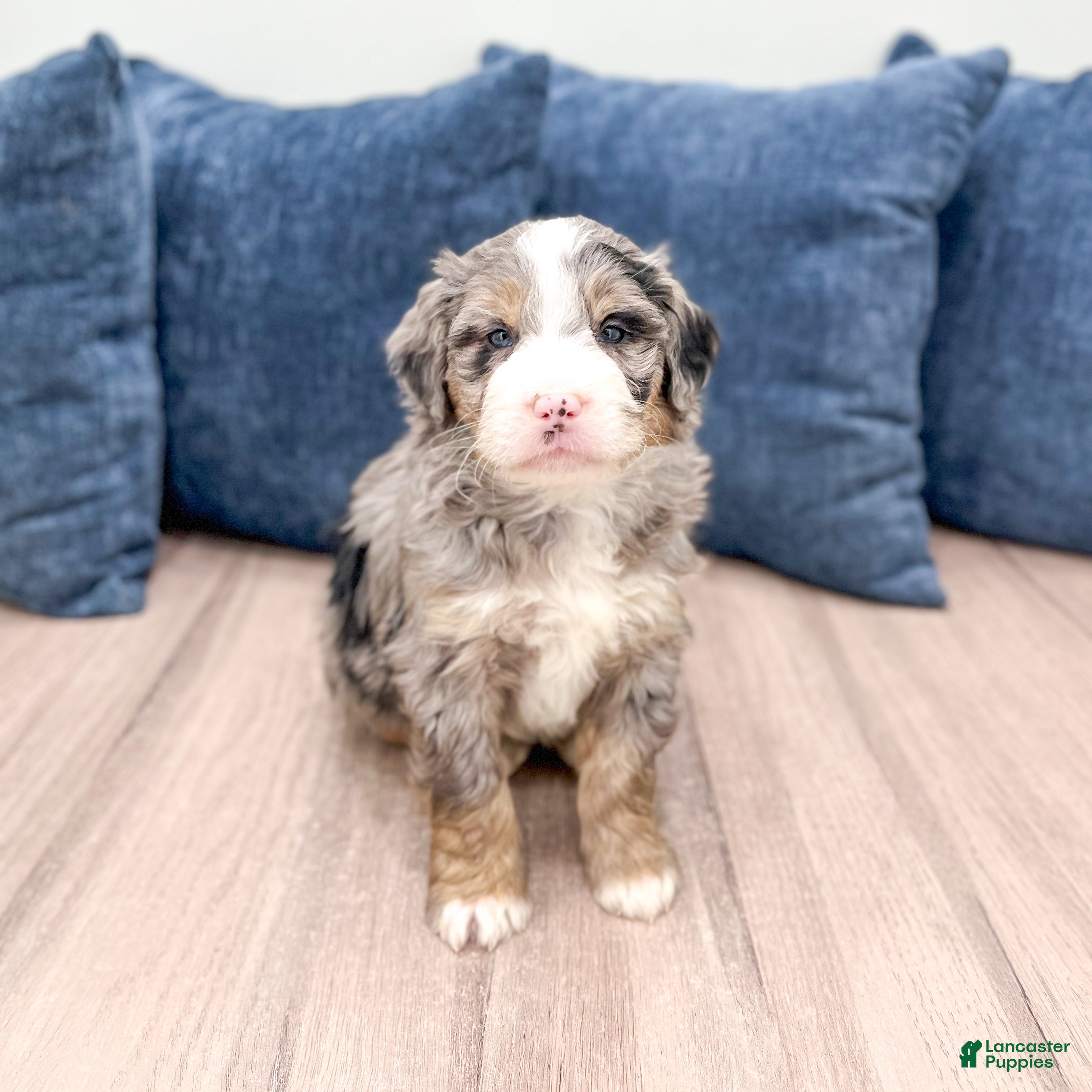 Mini Bernedoodle dogs Wesley - Ad 2