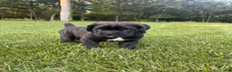 Cane Corso dogs for sale: Max - Ad 3