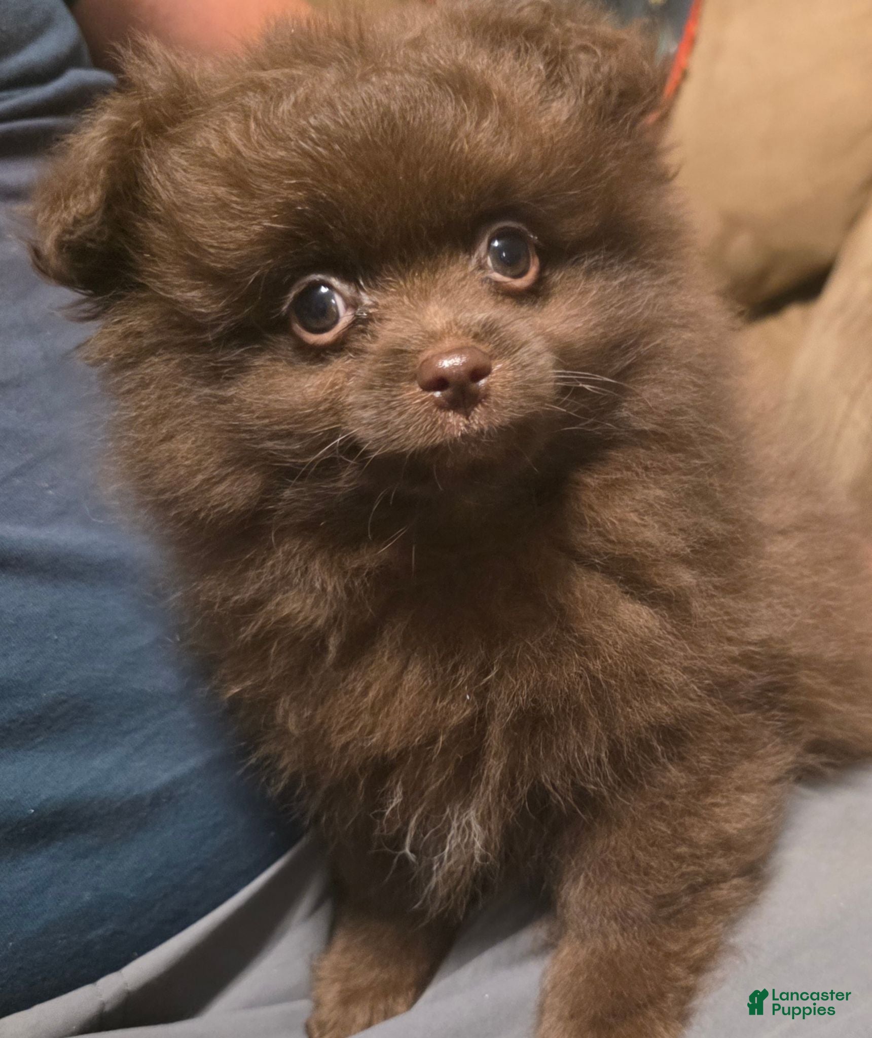 Pomapoo dogs Little Bear - Ad 16
