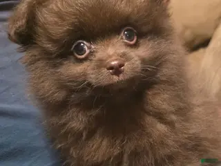 Pomapoo dogs Little Bear - Ad 26