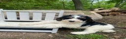 Bernedoodle dogs for sale: Scooby - Ad 2