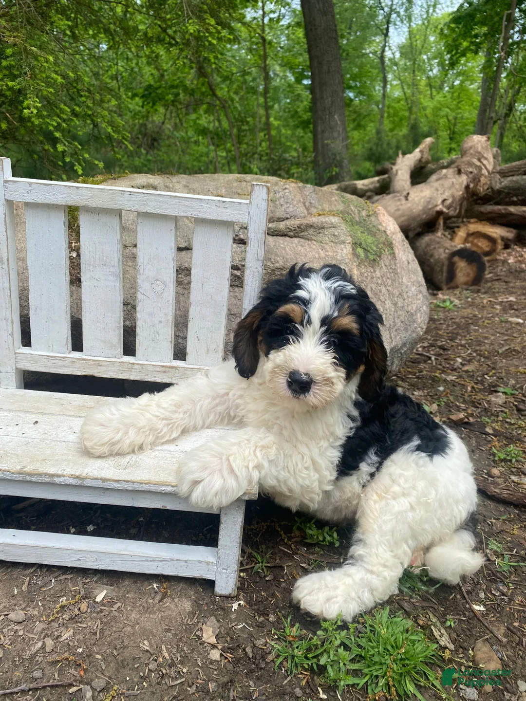 Bernedoodle dogs for sale: Scooby - Ad 2