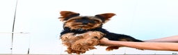 Yorkshire Terrier dogs for sale: Pumpkin TEACUP - Ad 6
