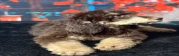 Standard Poodle dogs for sale: Jack - Ad 3