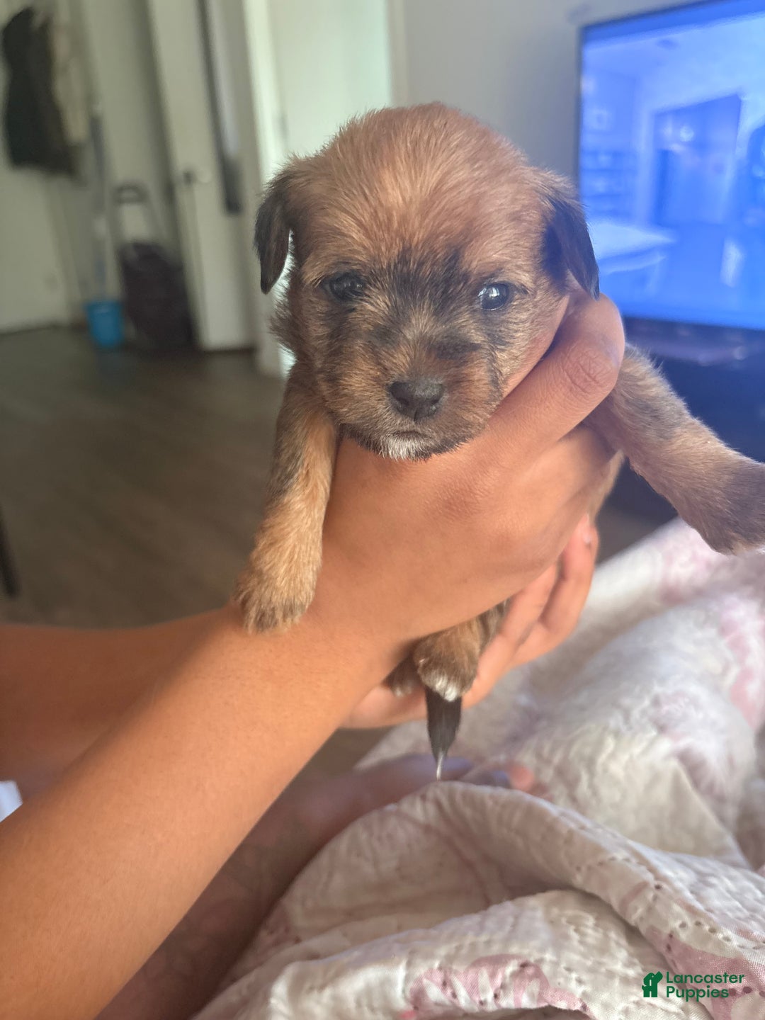 Mixed Breed dogs for sale: Baby brownie - Ad 2