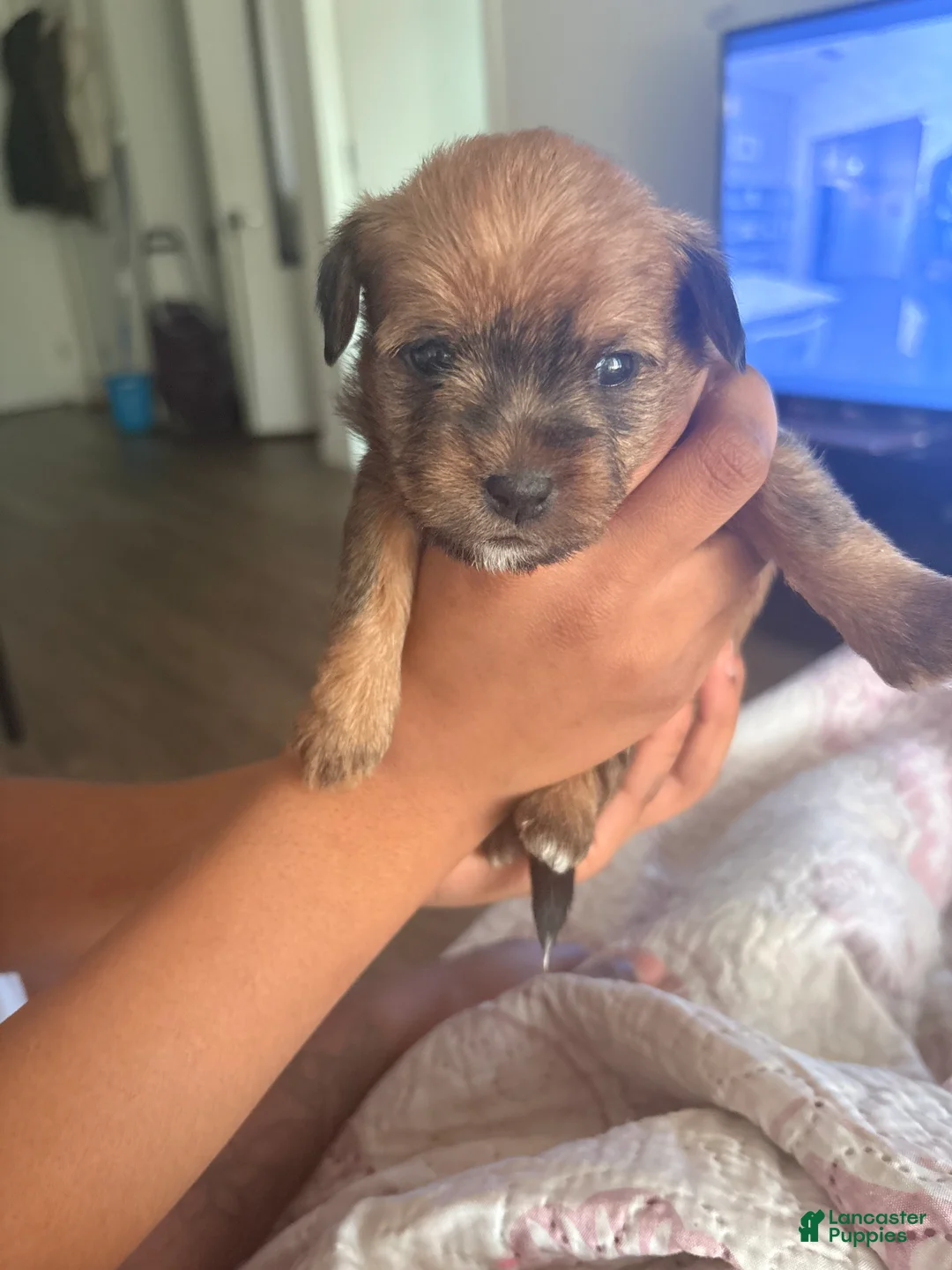 Mixed Breed dogs for sale: Baby chocolate  - Ad 4
