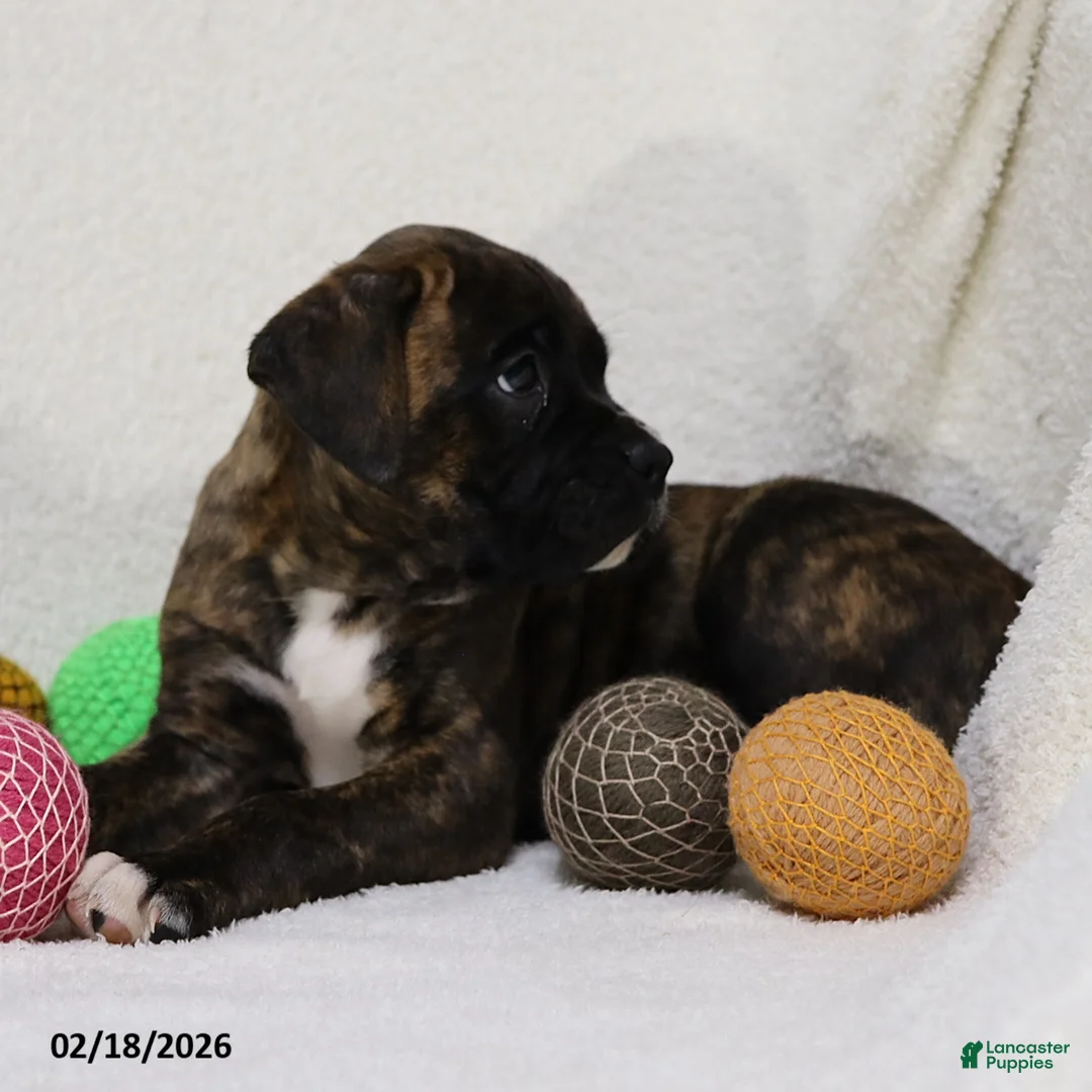 Boxer dogs for sale: Max - Ad 9