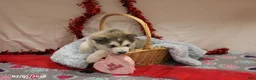 Alaskan Malamute dogs for sale: Arctic - Ad 5