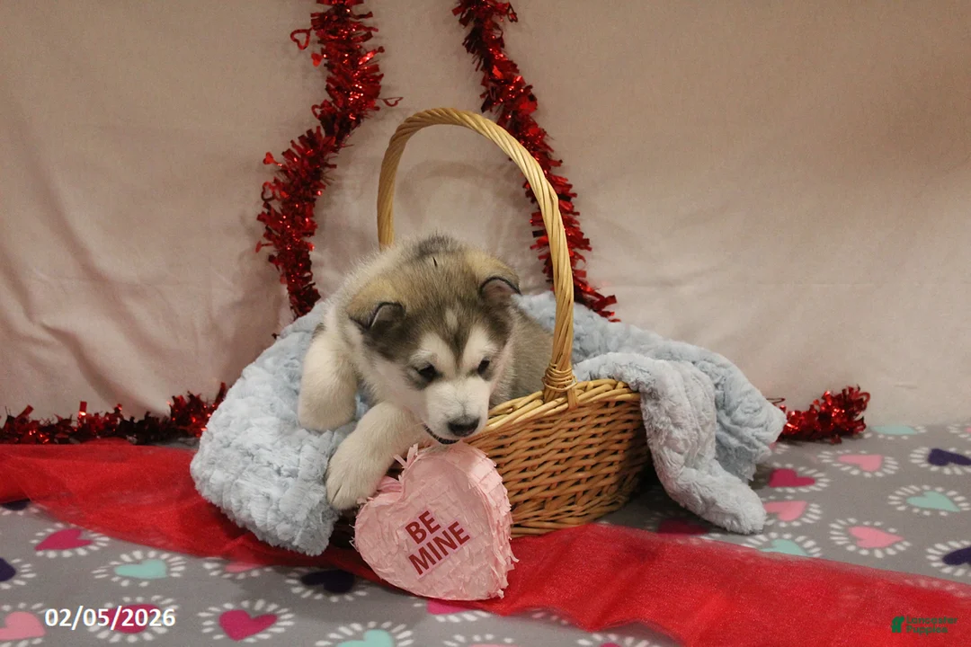 Alaskan Malamute dogs for sale: Arctic - Ad 5