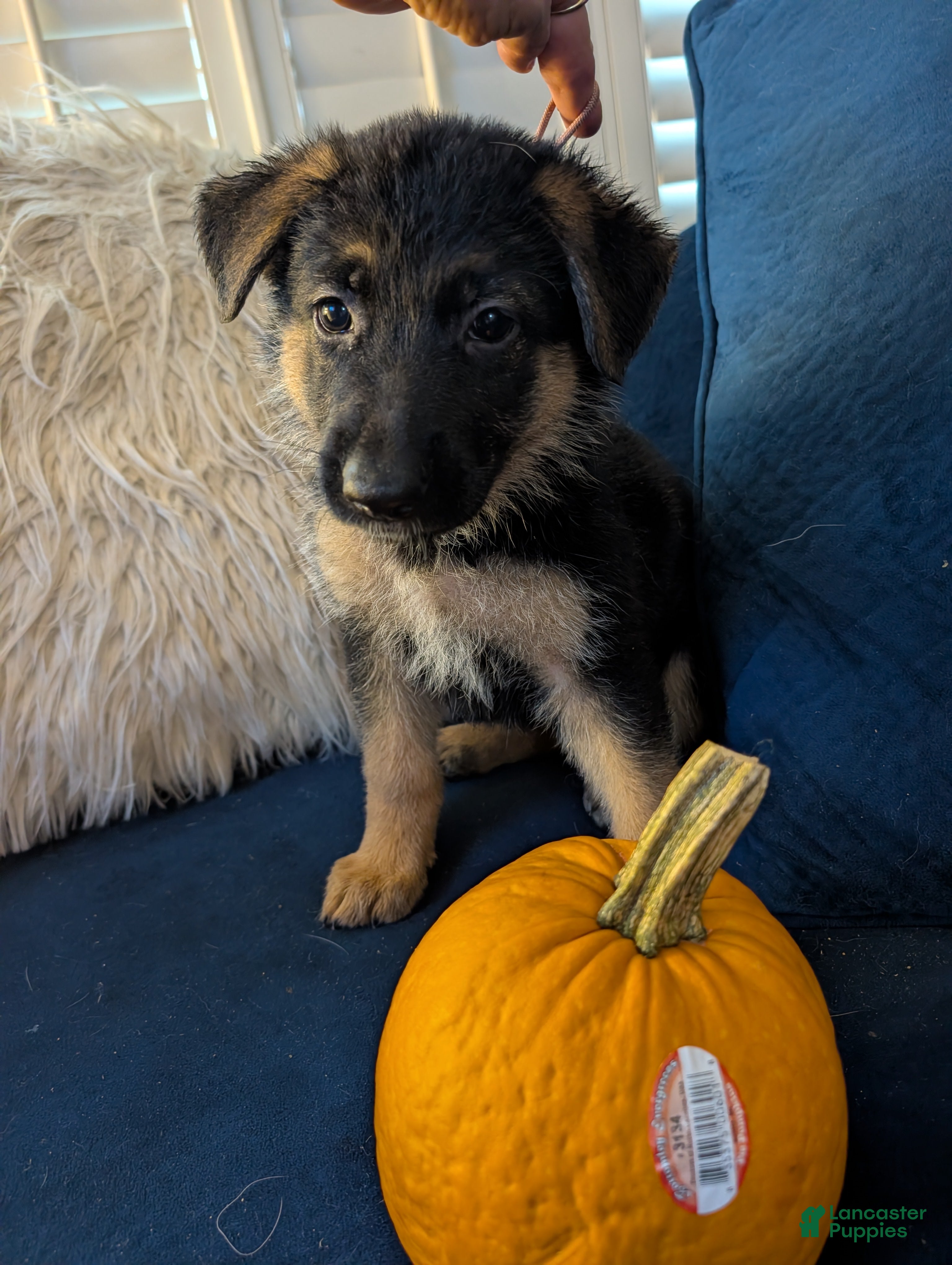 German Shepherd dogs Elsa - Ad 35