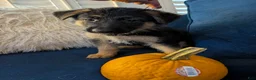 German Shepherd dogs for sale: Elsa - Ad 17