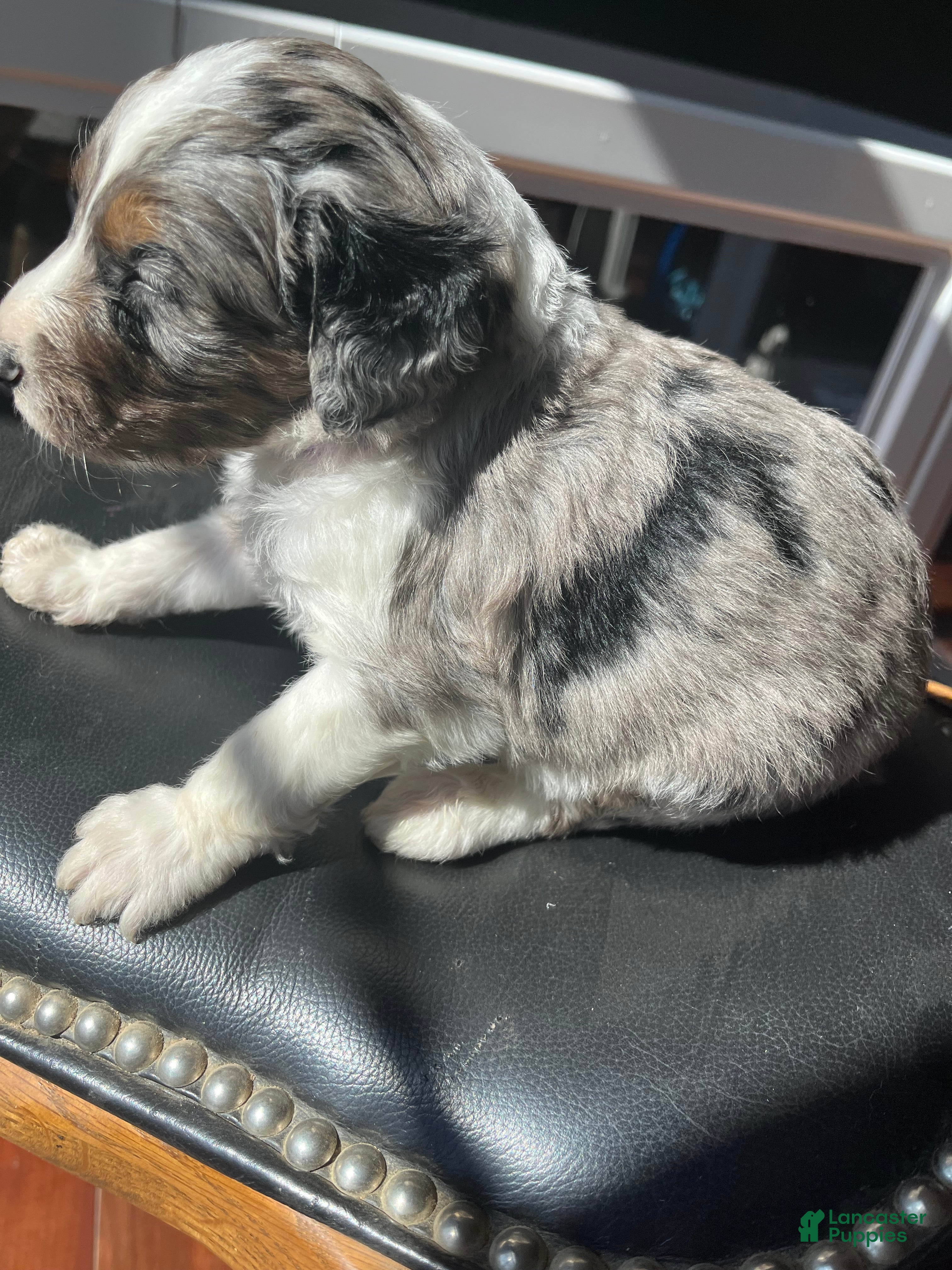 Aussiedoodle (Aussiedoodle, Male) in Rosedale, VA