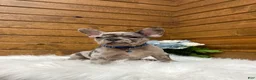 French Bulldog dogs for sale: 0scar - Ad 5