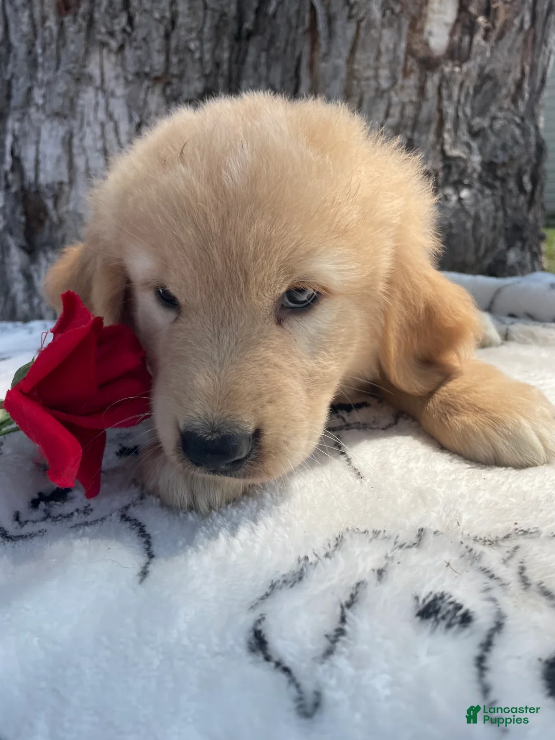 Mixed Breed dogs for sale: Twix - Ad 4