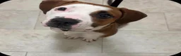 Mixed Breed dogs for sale: Mixed Breed 1 - Ad 2
