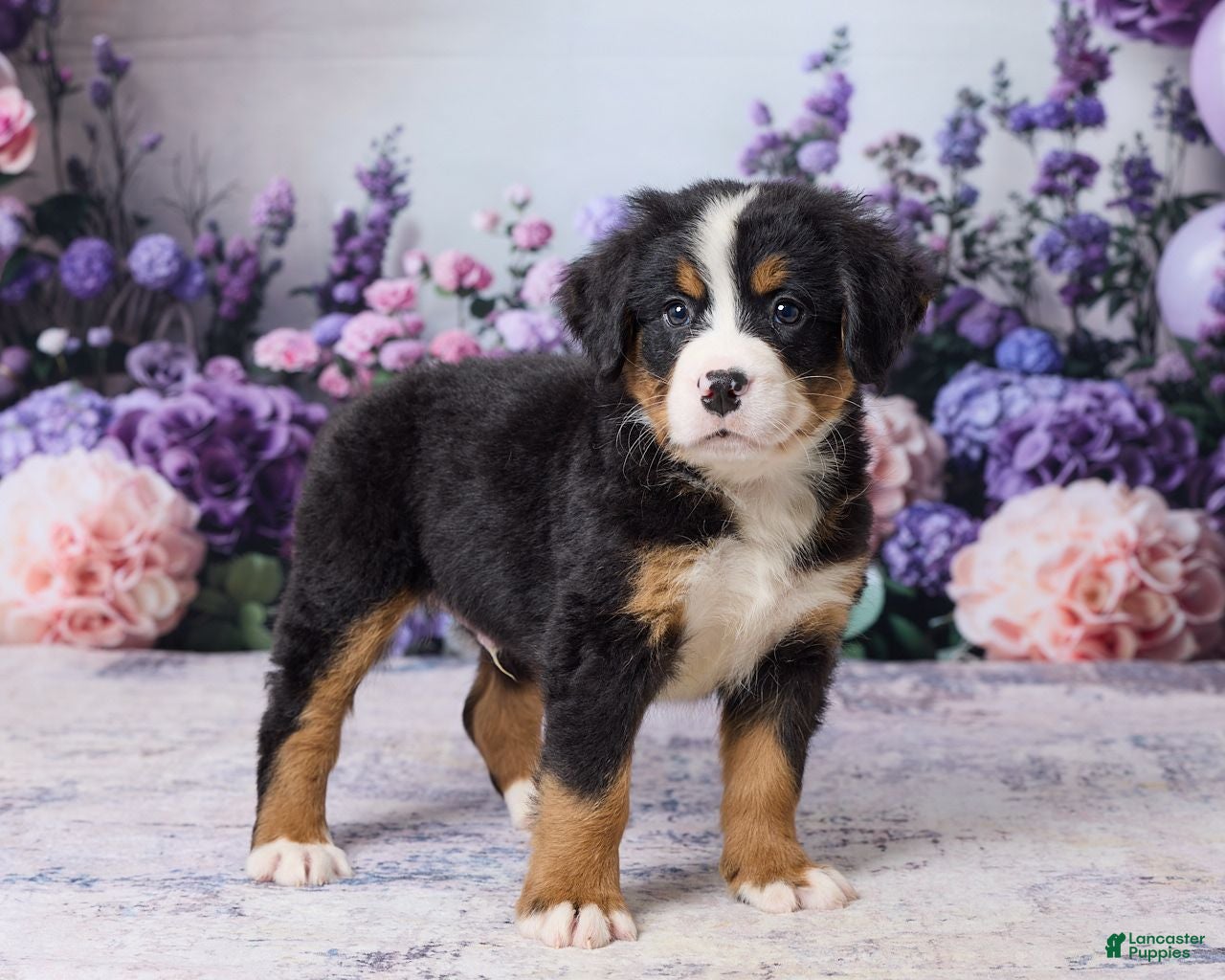 Bernese Mountain Dog dogs Marshal - Ad 2