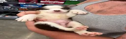 Mixed Breed dogs for sale: Woody - Ad 4