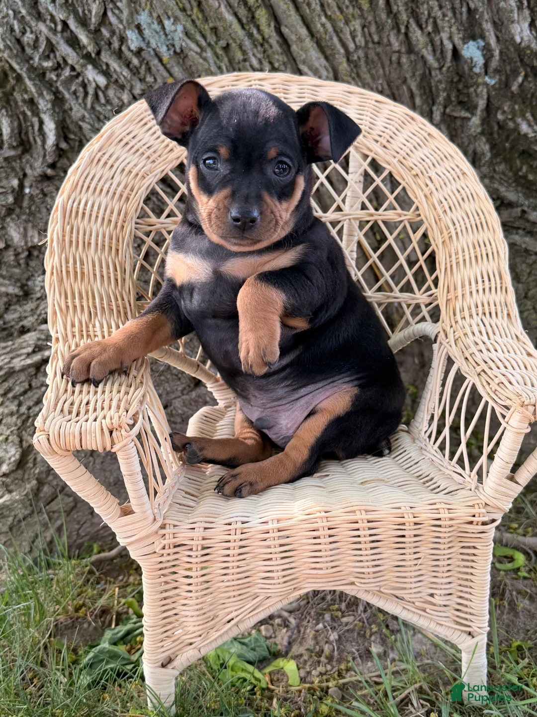 Miniature Pinscher dogs for sale: Isaac  - Ad 5