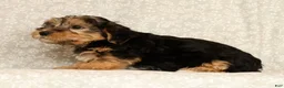 Yochon dogs for sale: Kenny - Ad 6