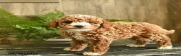 Miniature Poodle dogs for sale: Nugget  - Ad 5