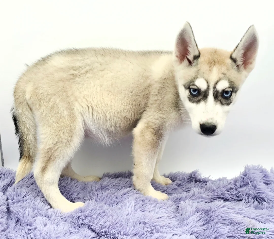 Siberian Husky dogs for sale: Roxie - Ad 3