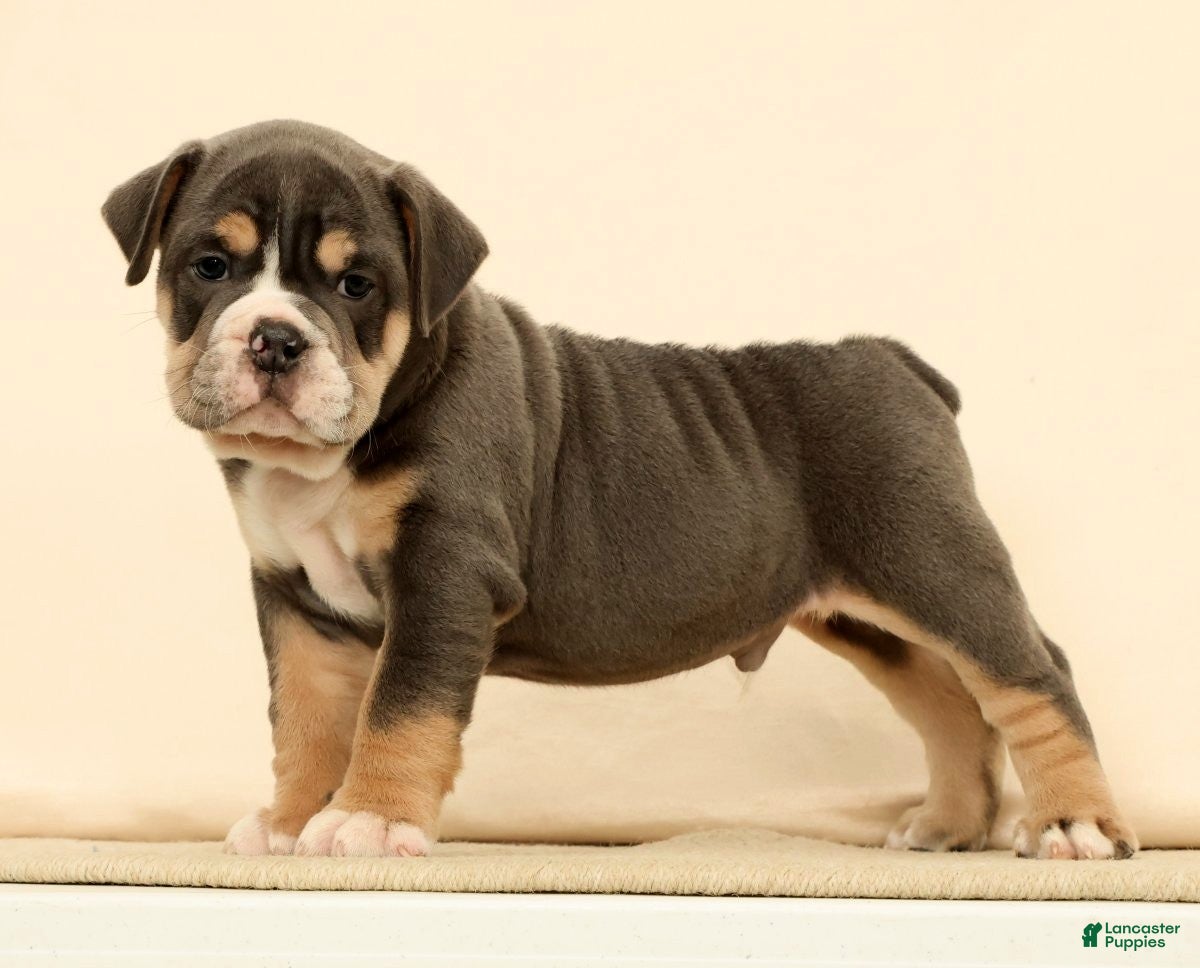 English Bulldog dogs Brutus - Ad 2