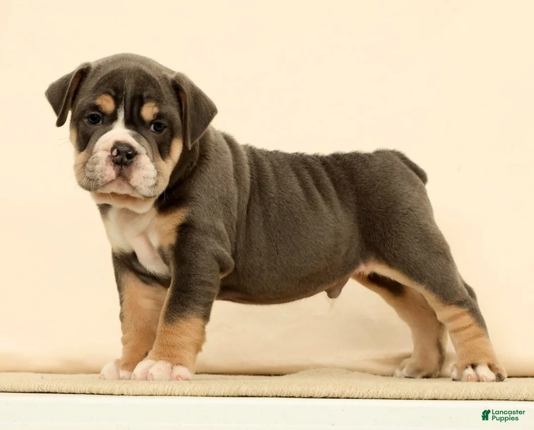 English Bulldog dogs for sale: Brutus - Ad 2