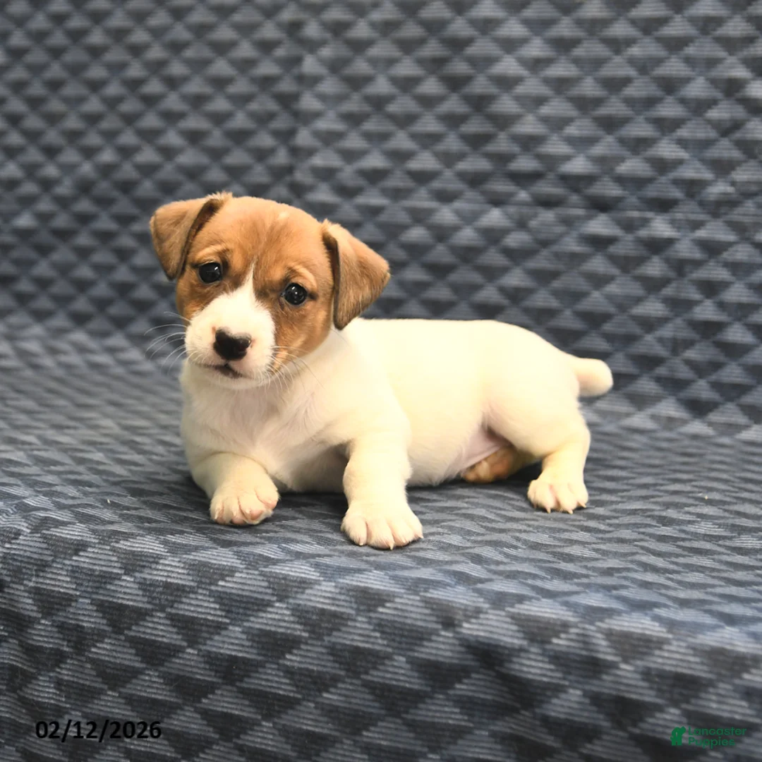 Jack Russell Terrier dogs for sale: Nola - Ad 4