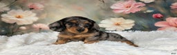 Miniature Dachshund dogs for sale: AKC-Maggie - Ad 1
