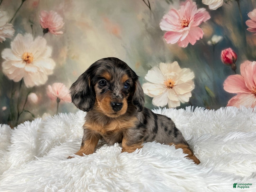 Miniature Dachshund dogs for sale: AKC-Maggie - Ad 1