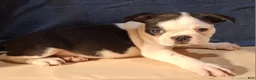 Boston Terrier dogs for sale: Evan - Ad 5