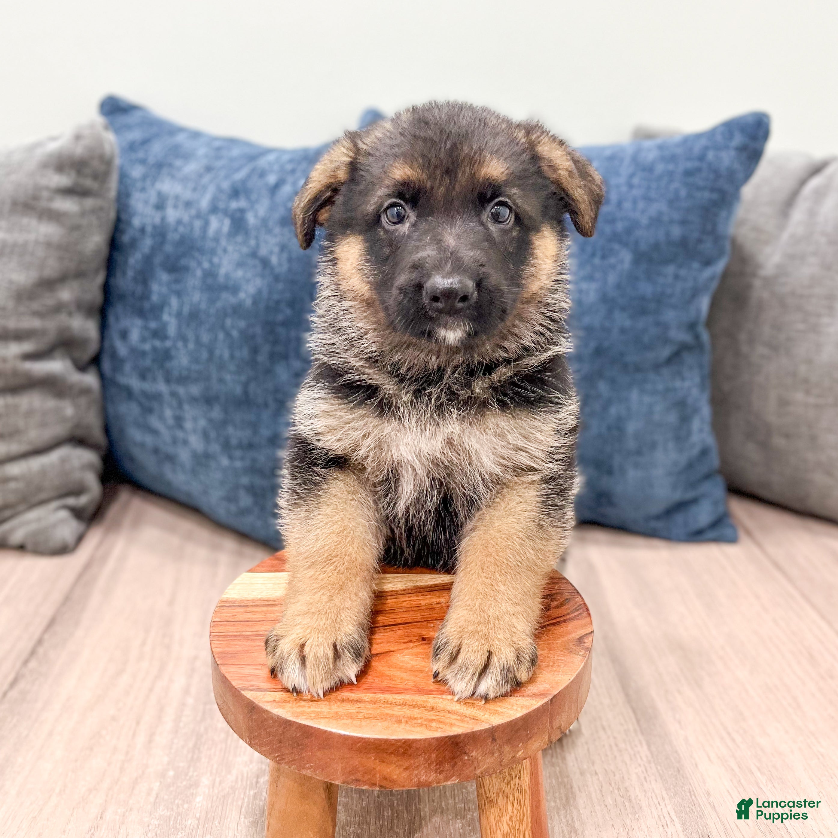 German Shepherd dogs Kaden - Ad 2