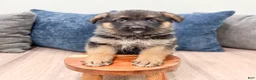 German Shepherd dogs for sale: Kaden - Ad 2